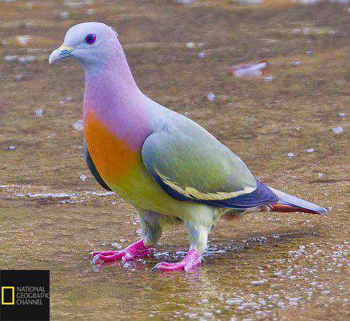کبوتر سبز گردن صورتی. زیستگاه: جنوب شرقی آسیا. تنوع رنگ این پرنده به استتارش در میان درختان میوه‌ی رنگی کمک می‌کند
